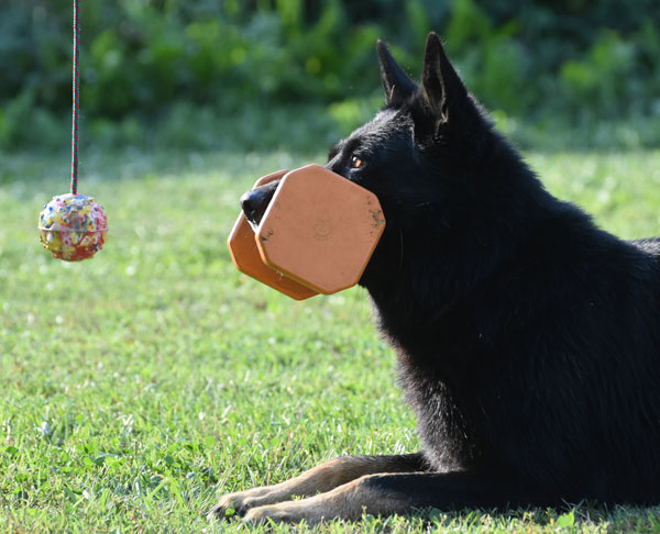 pastor alemán obedience 