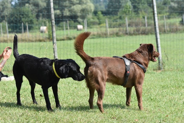 comportamiento de cortejo del perro