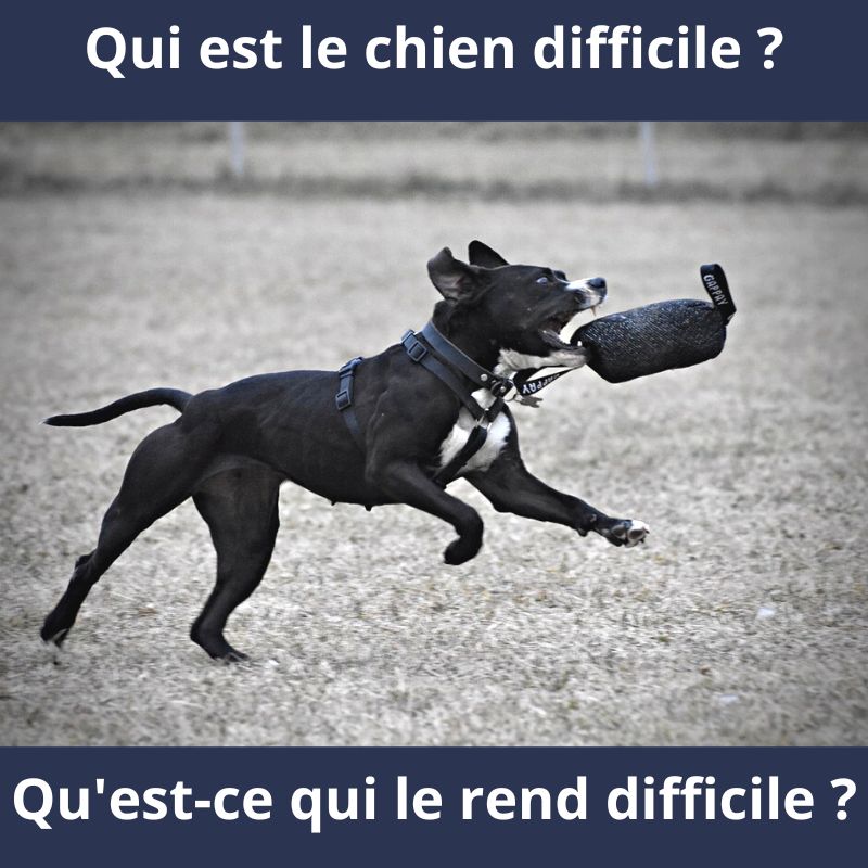 gestion du chien dans la famille