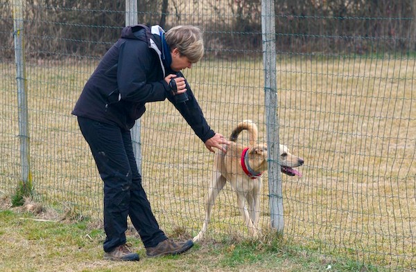 alexa capra cours de socialisation pour chiens