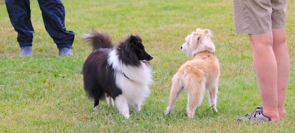 cours de communication pour chiens