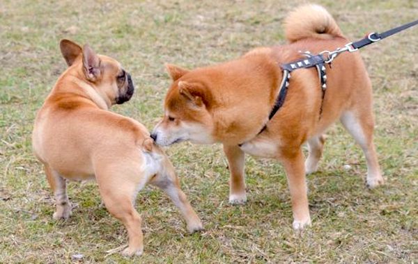 les marques olfactives du chien