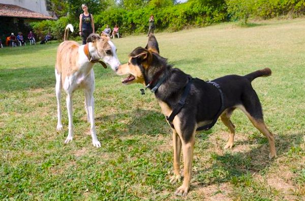 comportement de jeu des chiens