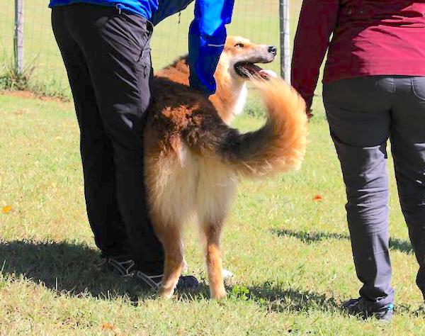 communication chien homme