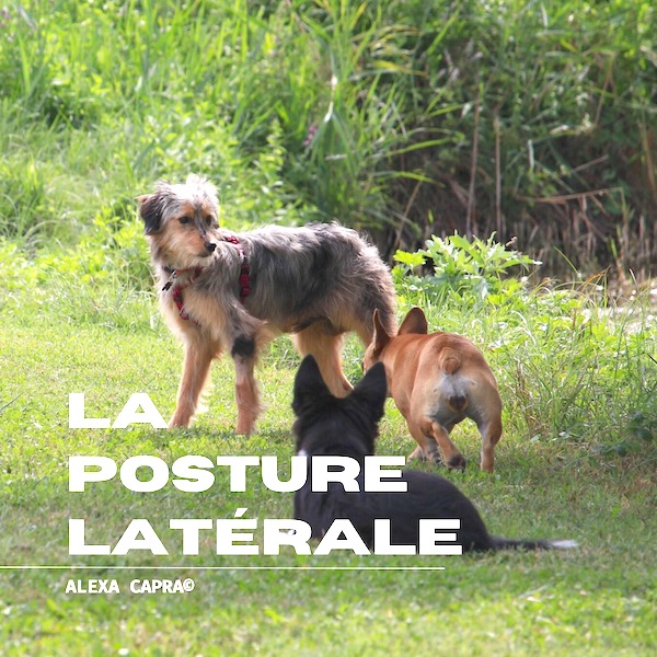 posture latérale du chien