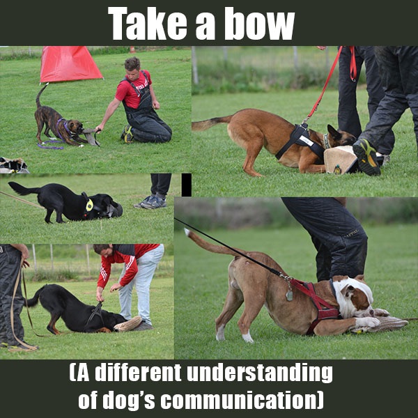 the bow as play behavior of the dog