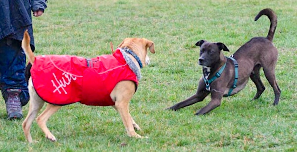 meet an unfamiliar dog