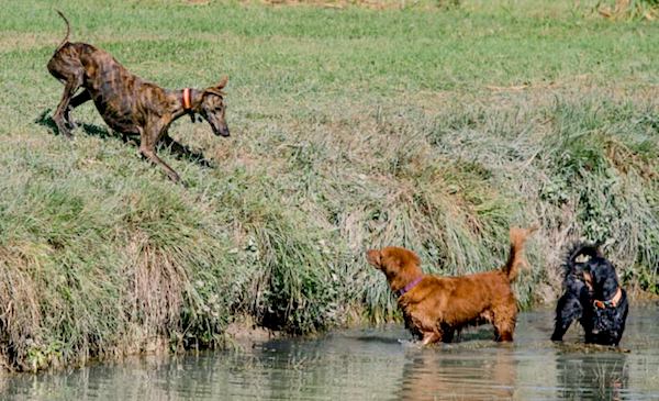 play behaviour in dogs