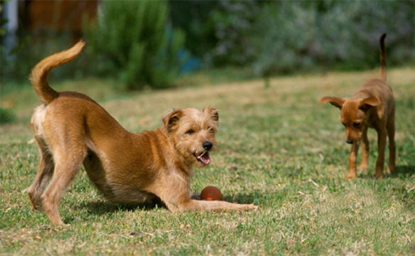 Puppy Play Bow Puppy Play Bow