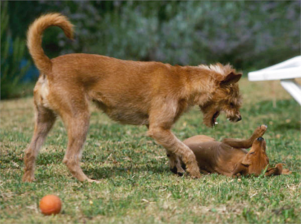 dog aggressive reaction to puppy