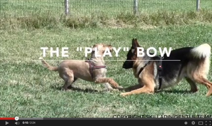 bow posture dog behavior