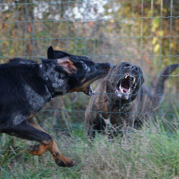 dangerous dog behavior