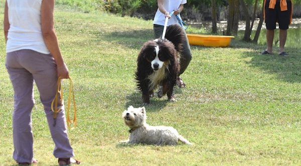 how to learn do not pull on leash