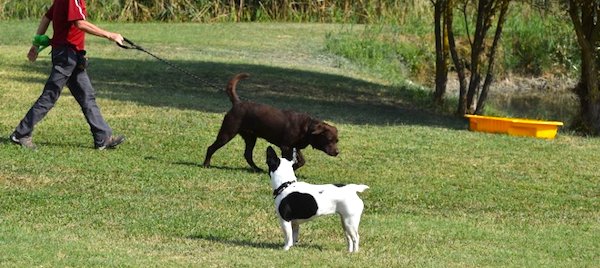 meet two dogs on leash