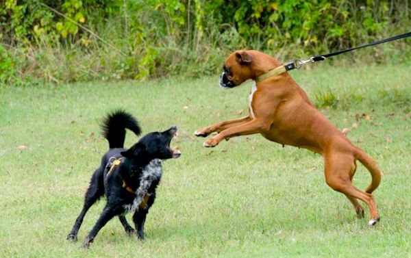 defense the dog on leash