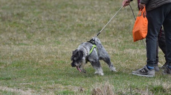 the stress of the dog on leash
