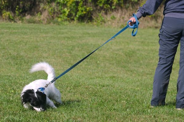 coping strategies in dogs