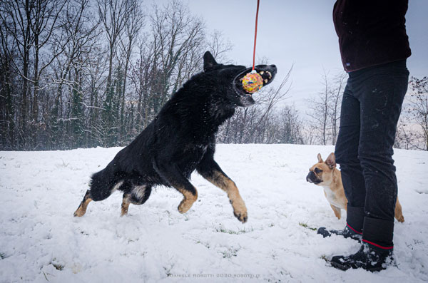 German shepherd plays with ball