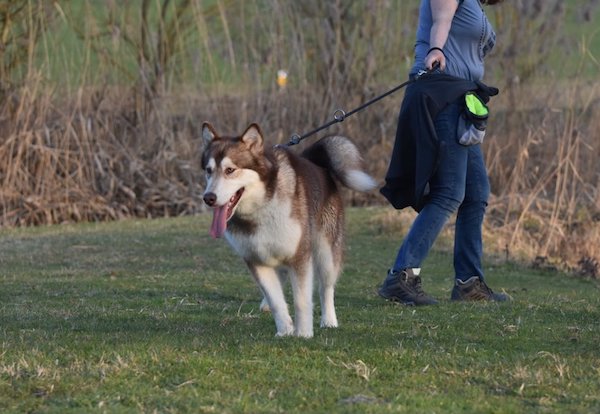 teaching your dog to walk on a leash