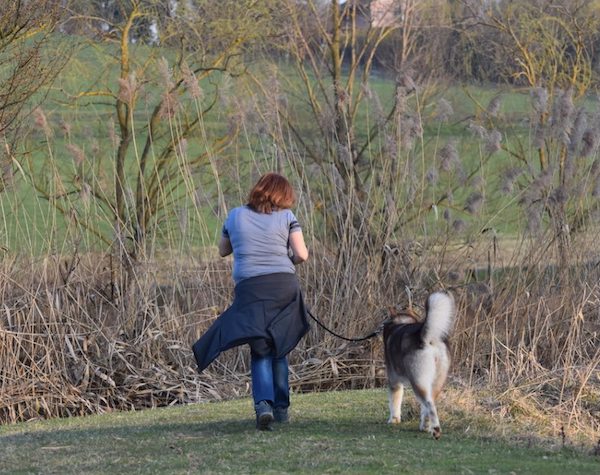 educating your dog on a leash