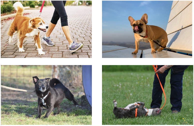 dog frequent urine mark and scratch