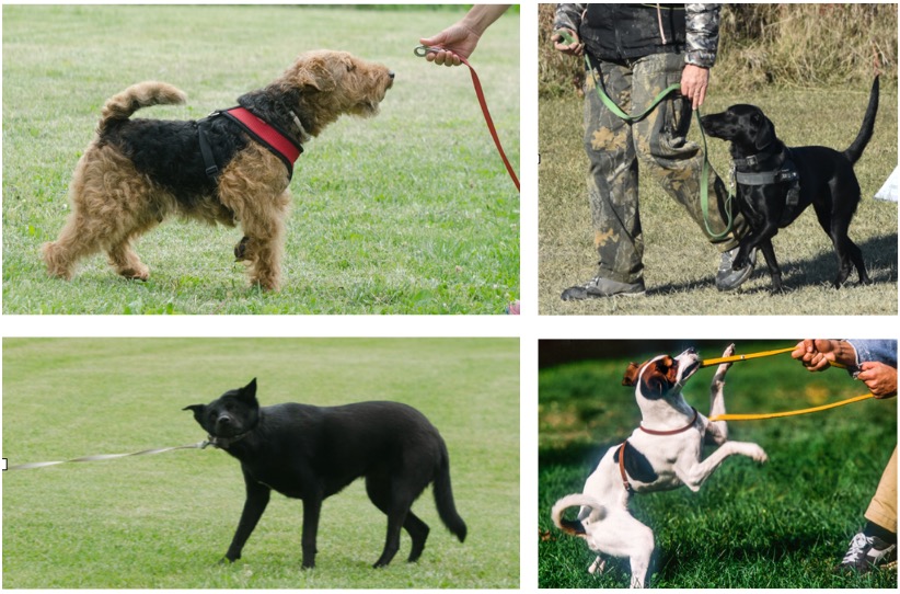 dog frequent urine mark and scratch