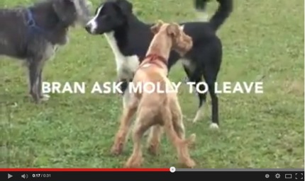 socialization classes dog