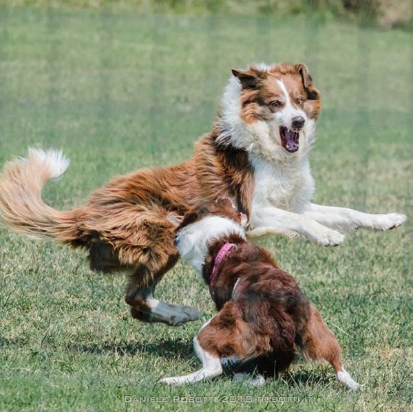 the list of behaviours of the dogs