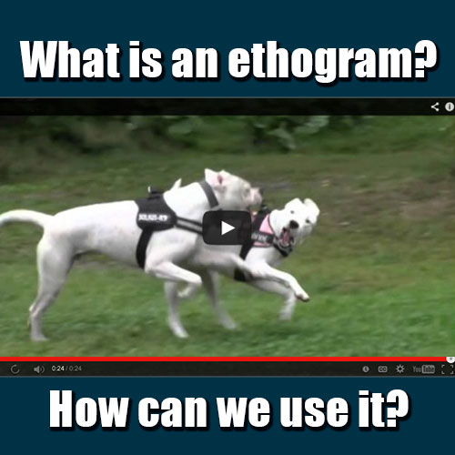 ethogram of dog behavior