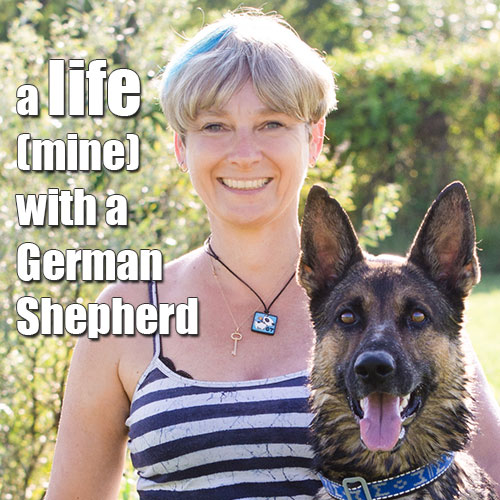 german shepherd breed dog