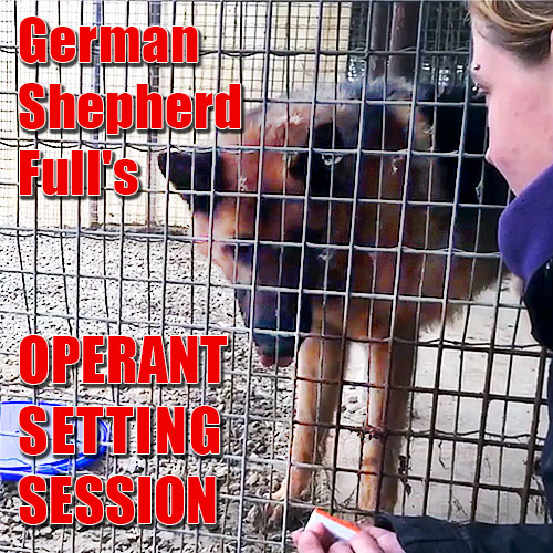 german shepherd operant setting work