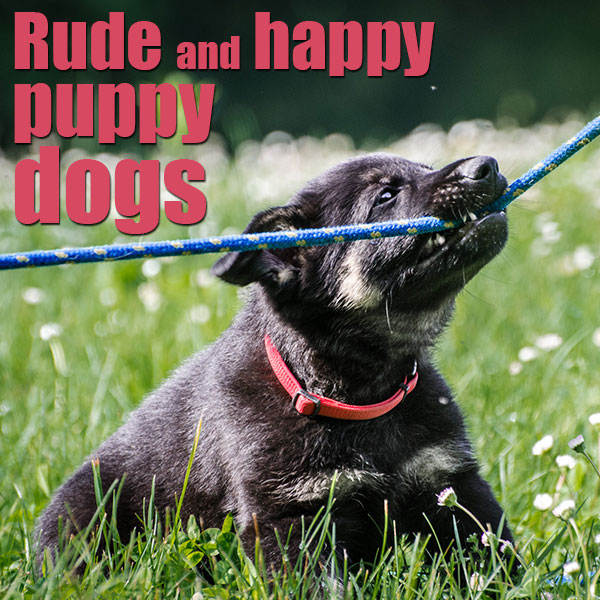 education of the puppy dog