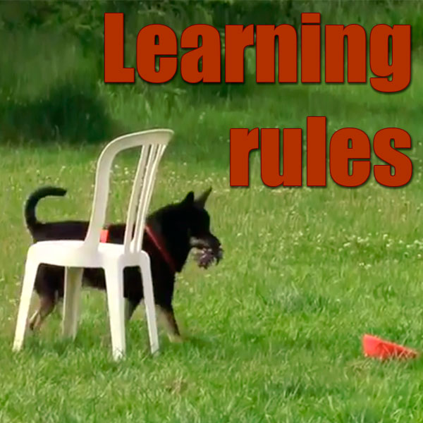 positive reinforcement