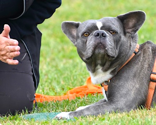 hot to use a target in dog training