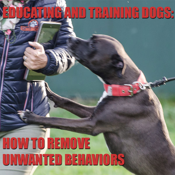 education of the dog