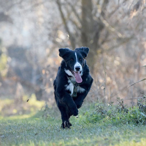 results in dog training