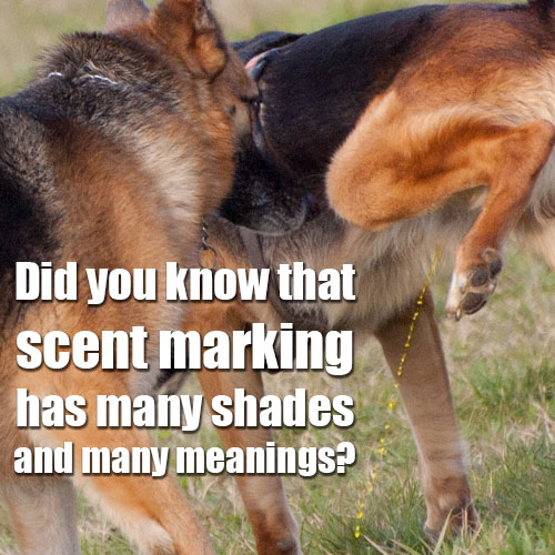 scent marking dog