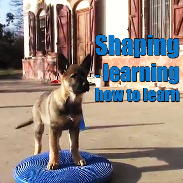shaping dog training