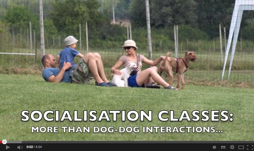 socialization classes