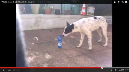 dog behavior scared dog