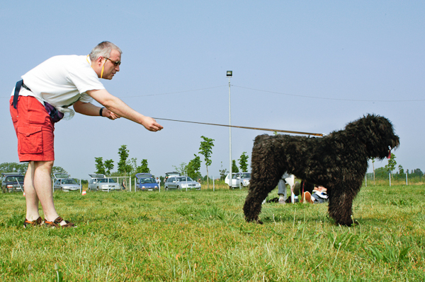 errors in dog education