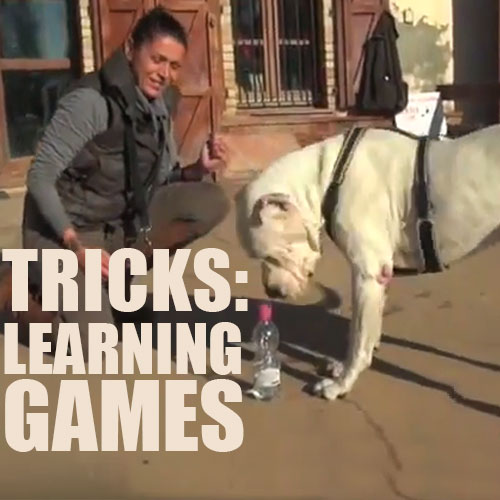 tricks learning games dog