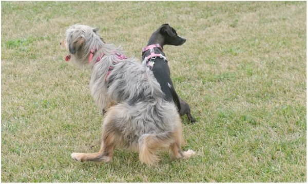 familiar dog comunication