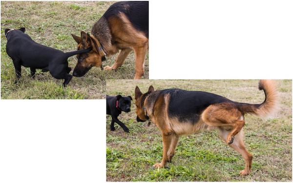 dog impositive signals