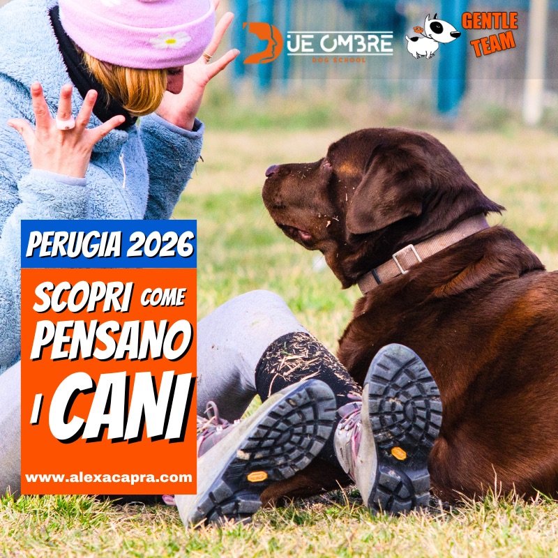 educazione del cane per proprietari