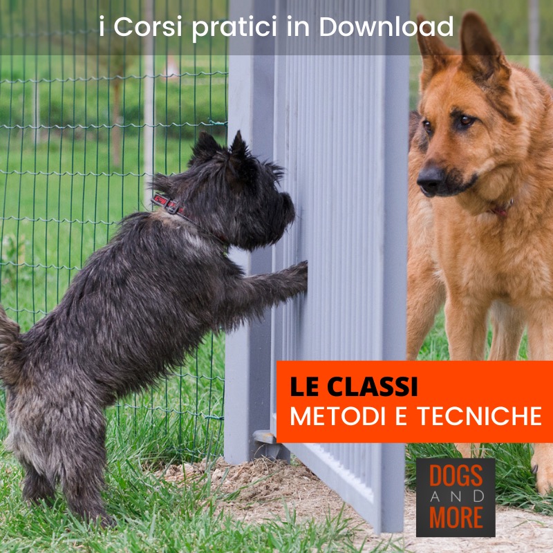 classi di socializzazione comunicazione del cane