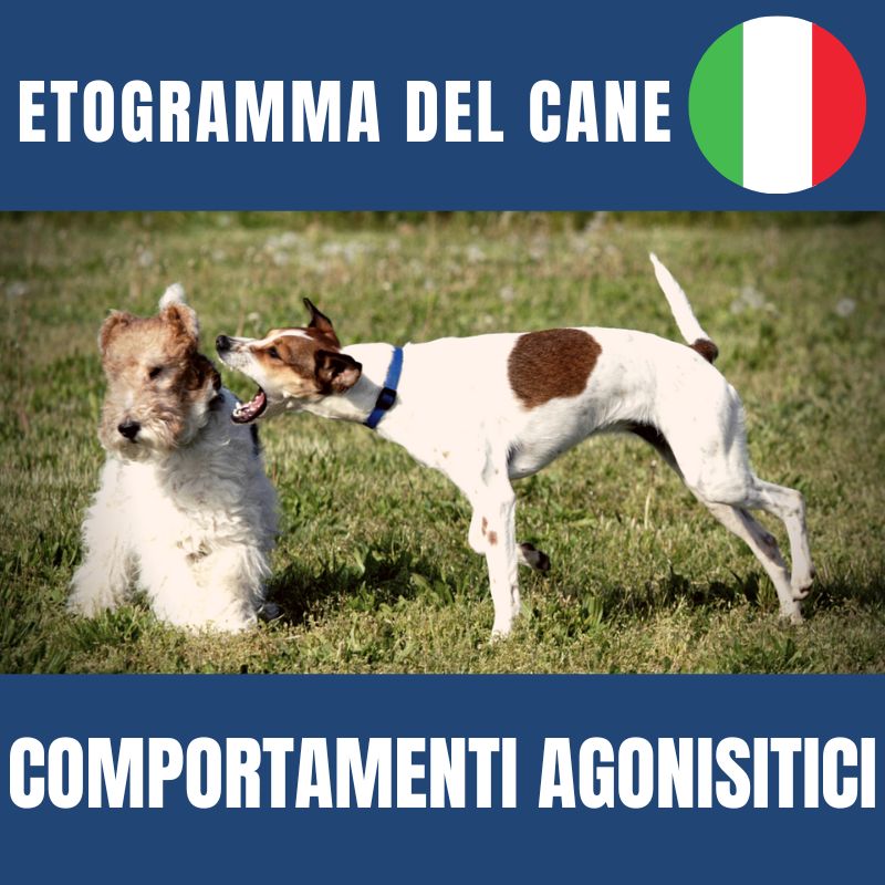comportamenti aggressivi del cane