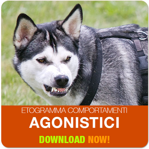 comportamenti aggressivi del cane