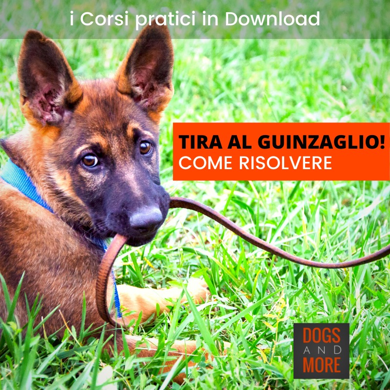 dvd tira guinzaglio
