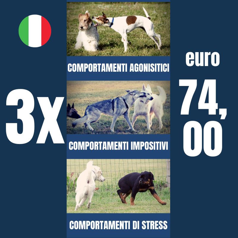 video comportamento del cane